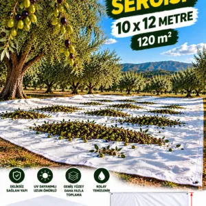 10x12- Zeytin Sergisi