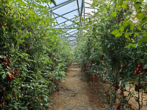 Sera ve aşı yardımcıları