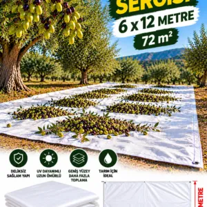 6x12 Zeytin Sergisi
